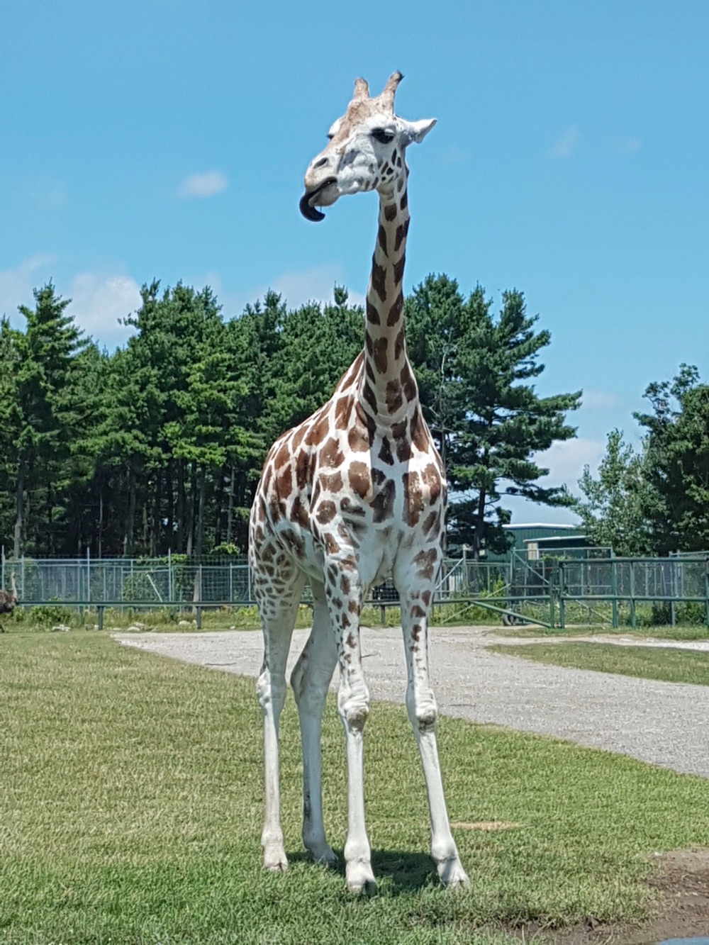 Giraffe