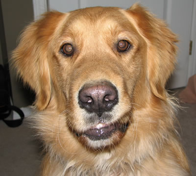 Rusty, our Golden Retriever and First Child